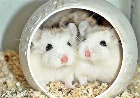 15 Awesome Pics Of Adorable Hamsters No 9 Is So Cute