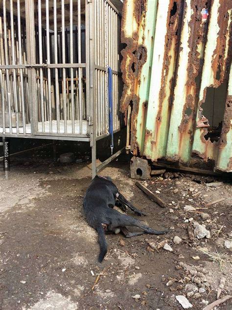 大熱天裡「黑狗被關在鐵籠內」掙扎跳出求生，但當好心人路過澆水給牠時牠的身體竟然變成這樣！ Bomb01