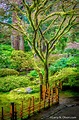 Japanese Garden, Portland, Oregon - Larry N. Olson Photography