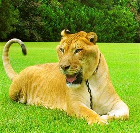 Liger The Hybrid Cross Breeding Of Lion And Tigress Tiger Facts Big