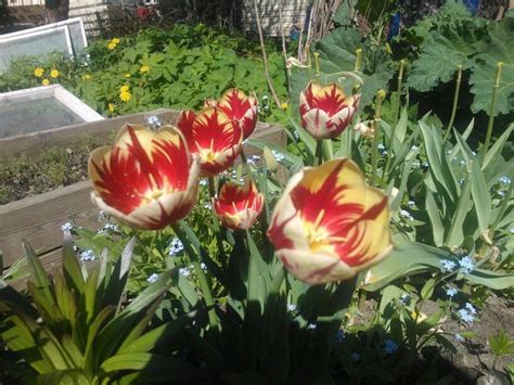 Tulips Tulips Plants Garden