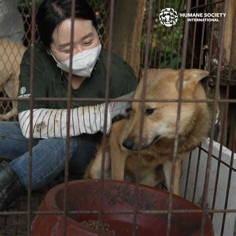 Humane Society International 60 Dogs Rescued From Slaughter