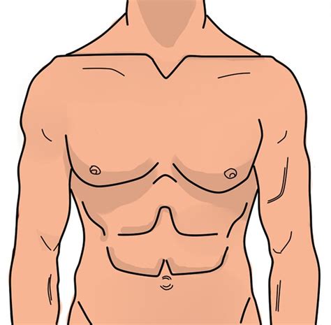 Free Illustration Anatomy Man Abdomen Illustration Free Image On