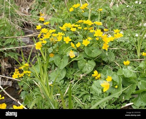 Kingcup Marsh Marigold Caltha Palustris Sumpfdotterblume Stock