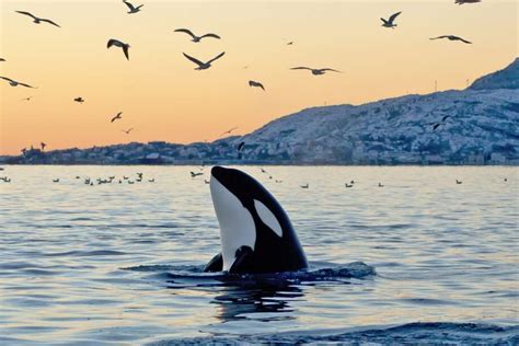 Southern Resident Orca Population Dwindles To A 30 Year Low