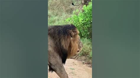 Close Up Encounter With Lions In The Kruger National Park Youtube
