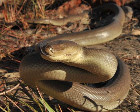 Olive Python Facts And Pictures