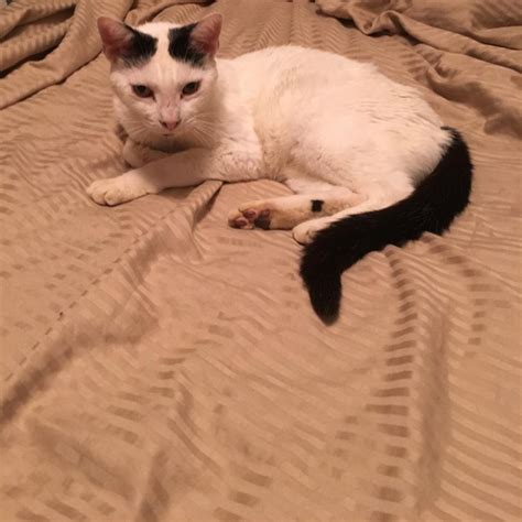 Found Cat Unknown In Winfield Mo Lost My Kitty