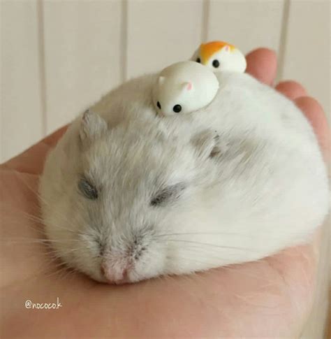 These 10 Facts Will Make You Falling In Love With A Hamster Cute