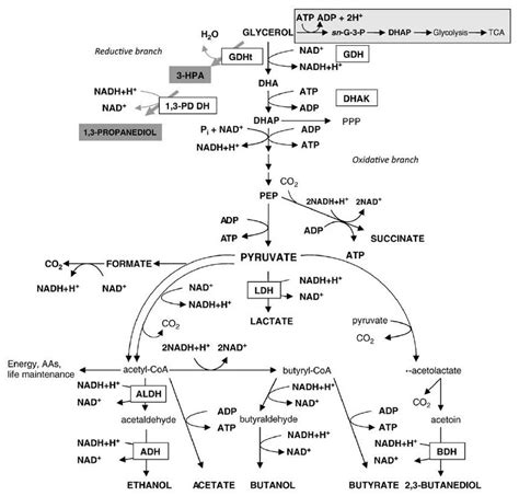 Representation Of Anaerobic And Aerobic Metabolism Of Glycerol The