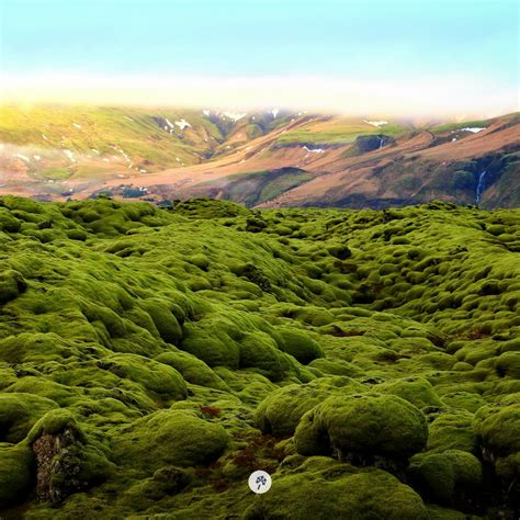 Didyouknow There Are No Forests In Iceland