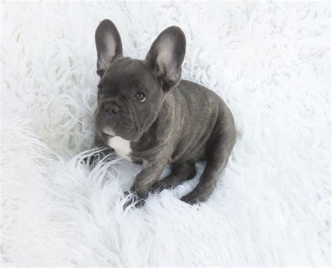 Great savings free delivery / collection on many items. Blue French Bulldog Puppies for Sale - Breeding Blue ...