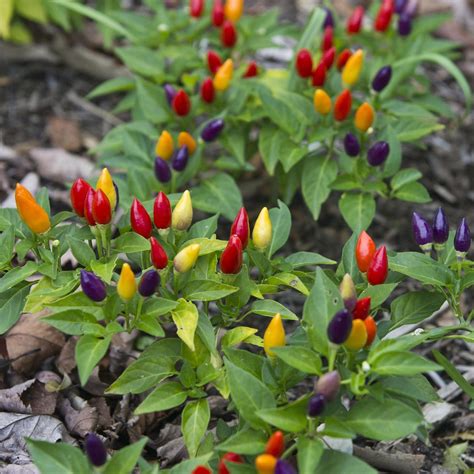 Spice Up Your Garden with Ornamental Peppers | Sproutabl