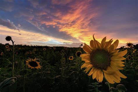 Sunflower After Storm Photograph By Clay Guthrie Pixels