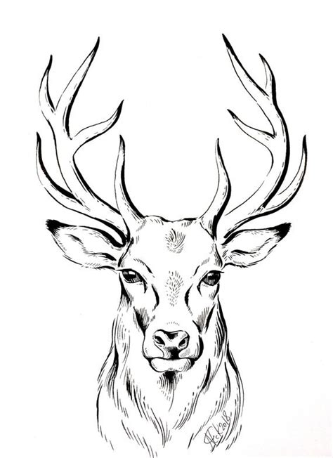Deer Head Line Drawing At Explore Collection Of
