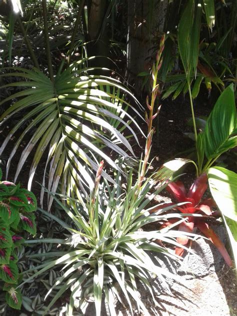 Bromeliad Id Tropical Looking Plants Other Than Palms Palmtalk