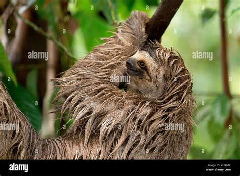 Brown Throated Three Toed Sloth Bradypus Variegatus In Tree Osa