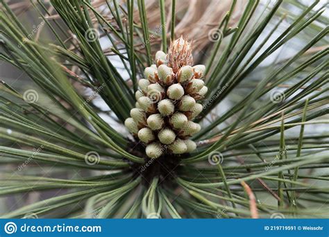 Flower Of A Bull Pine Pinus Ponderosa Stock Image Image Of Flora
