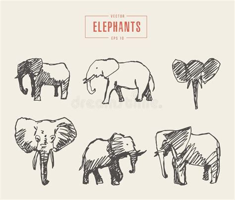 Gesetzte Realistische Gezeichnete Vektorskizze Der Elefanten Hand