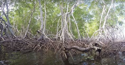 Mangroves Help Protect Us From Climate Impacts Yale Climate Connections