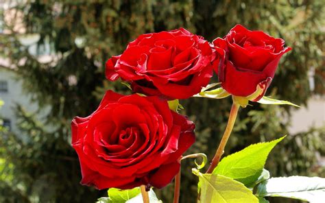 Amazing Red Roses Love Wallpapers And Backgrounds Amazing Information