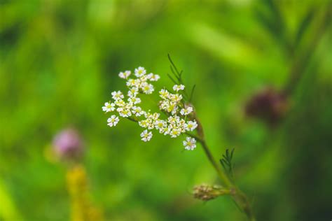 Free Photo Selective Focused Of White Petaled Flower Garden Spring