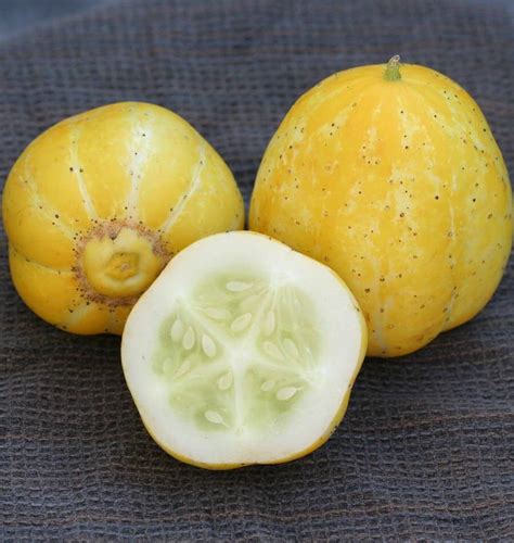 Lemon Cucumber Seeds West Coast Seeds