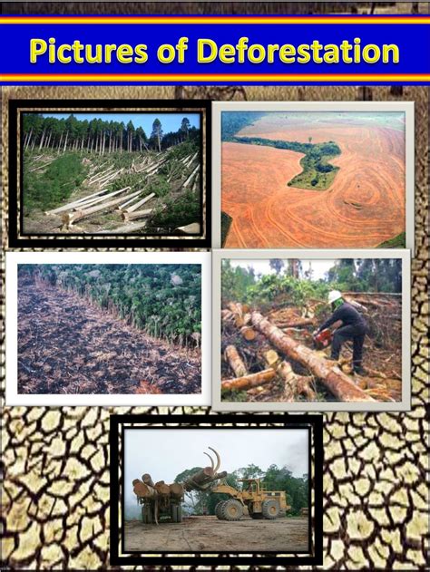 Ppt Deforestation Powerpoint Presentation Free Download Id3717693