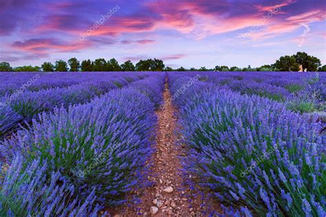 Lavender Field Summer Sunset Landscape Stock Photo By ©kavita 129310948