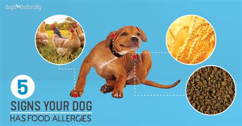 Dog food allergy is a serious health condition in which certain proteins in food trigger immune reactions. 5 Signs Your Dog Has Food Allergies