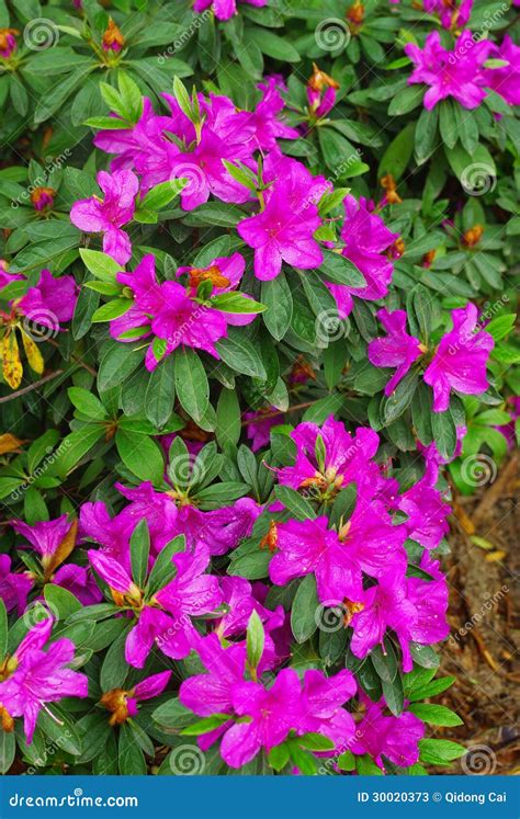 Azaleas Stock Image Image Of Green Sunny Azaleas Flower 30020373