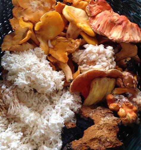 Edible Mushrooms 101 A Fall Foraging Class On October 15