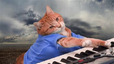Gato Tocando Piano Youtube