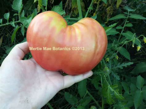 Anna Russian Tomato Seeds Organically Grown Non Gmo Heirloom Made