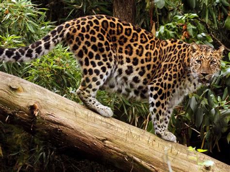 12 Rare Animals That Are Teetering On The Brink Of Extinction