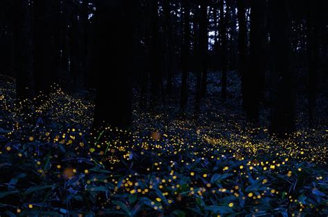Long Exposure Fireflies At Night In Japan Tsuneaki Hiramatsu 8 Twistedsifter