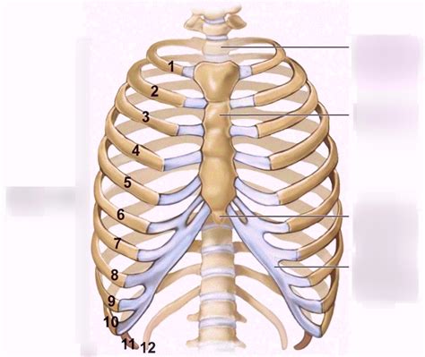 Rib Cage Anatomy Posterior View Anterior View Of A Human Thoracic Cage Human Physiology