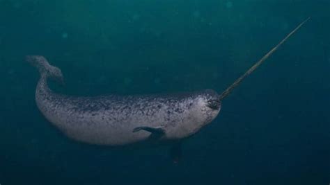 Are Narwhals Extinct Their Population And Where They Live Imp World