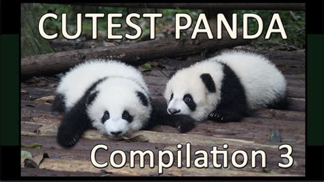 Cute Funny Panda Bears Compilation 3 Pandas Playing And Doing Silly