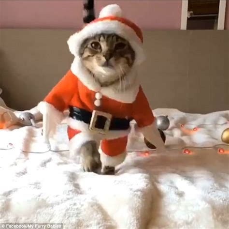 Feline Festive Adorable Videos Show Tabby Cats Dressing Up As Santa