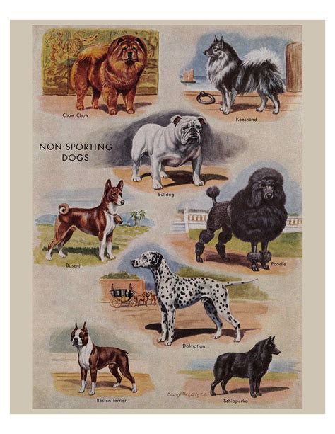 Vintage Dog Breeds Prints From The 1950s Four Printable Etsy