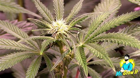 Flowering Weeks 1 3 Growing Cannabis Indoors Stretching Phase