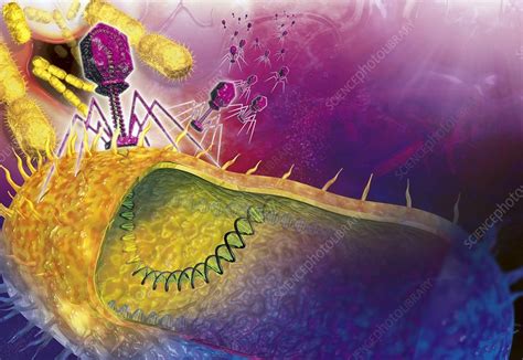Bacteriophages Attacking Bacteria Stock Image C0095867 Science