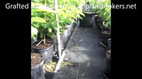 The durian tree ( durio zibethinus , syn. Grafted Avocado trees for sale in South Florida - YouTube