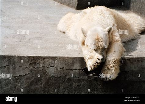Sleeping Polar Bear Stock Photo Alamy