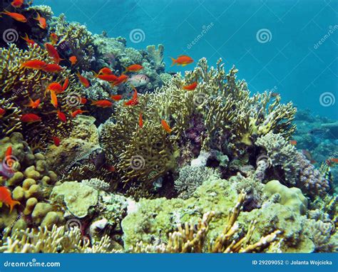Coral Reef With Hard Corals End Exotic Fishes At The Bottom Of Tropical