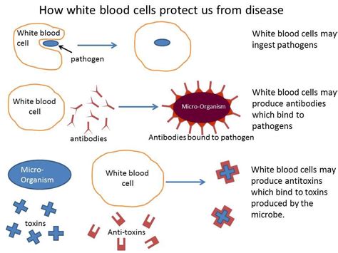 Gcse Science On Twitter White Blood Cells Are A Part Of The Bodys