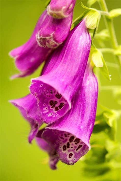 Purple Foxglove Digitalis Purpurea Stock Image Image Of Forest