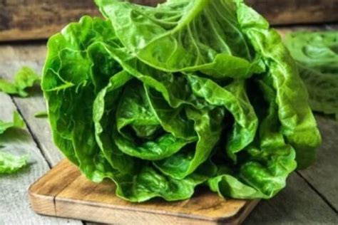 Lets Talk About Medicinal Plants Lets Talk About Lettuce — Steemit