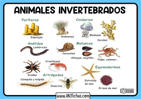 Ejemplos De Animales Invertebrados Abc Fichas